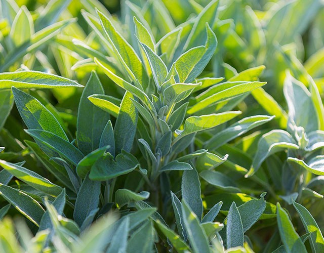 Die PRIMAVERA Hautpflege Beratung