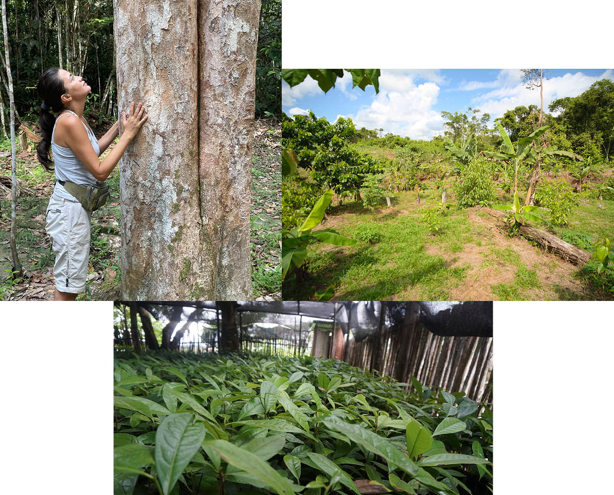 Rosenholz bio Raices Verdes Peru