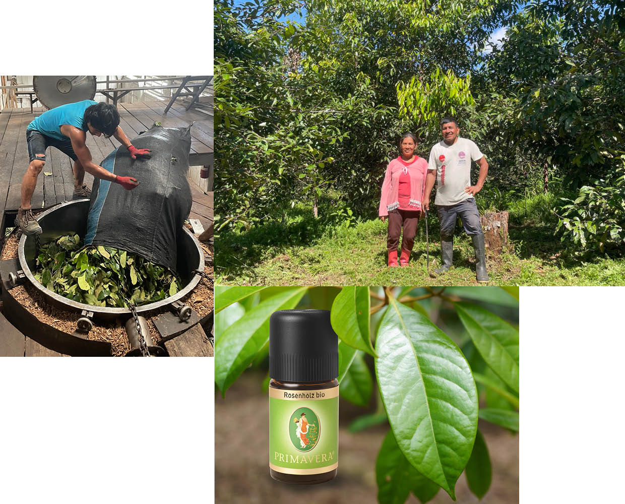 Rosenholz bio Raices Verdes Peru