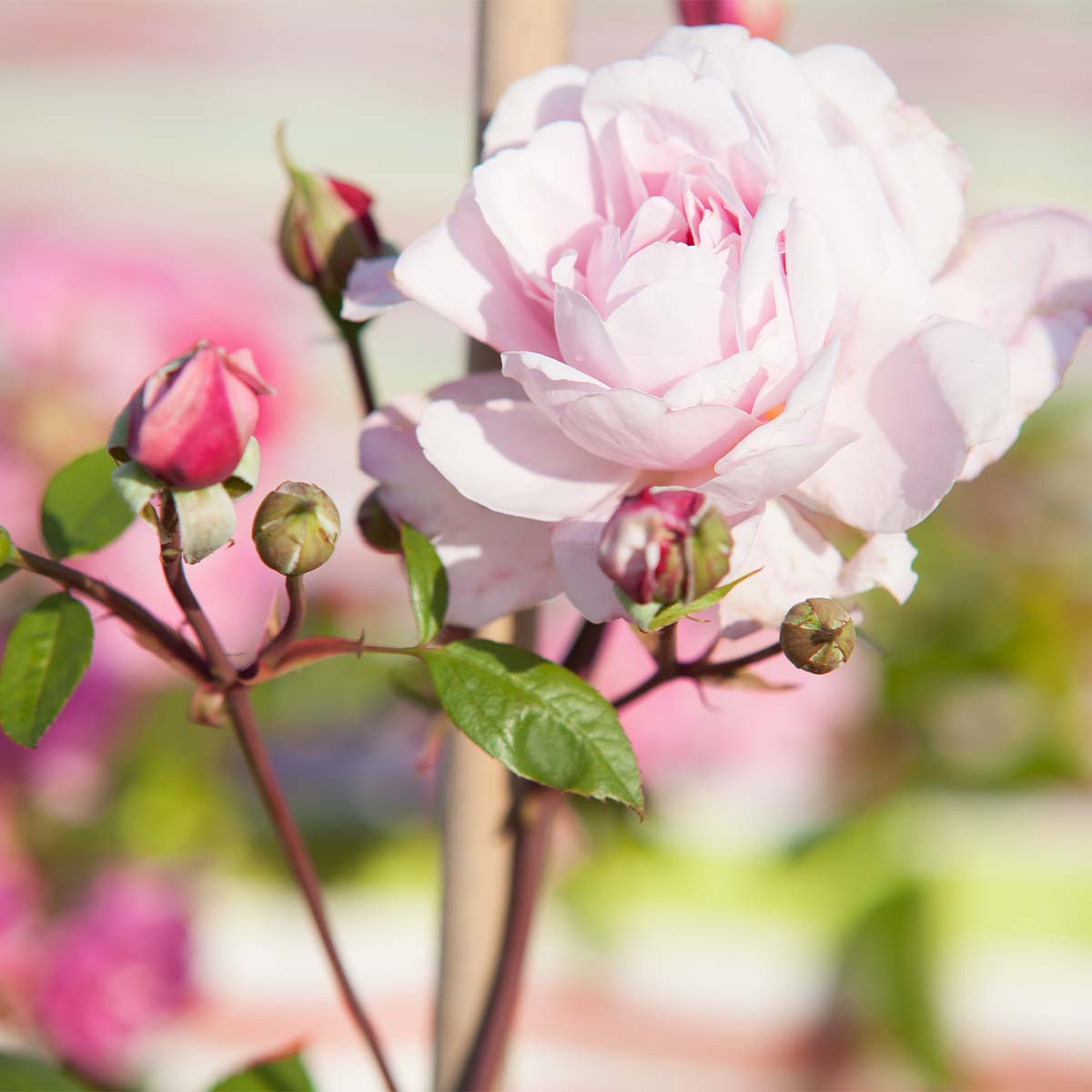 Rosenfest 40 Jahre PRIMAVERA