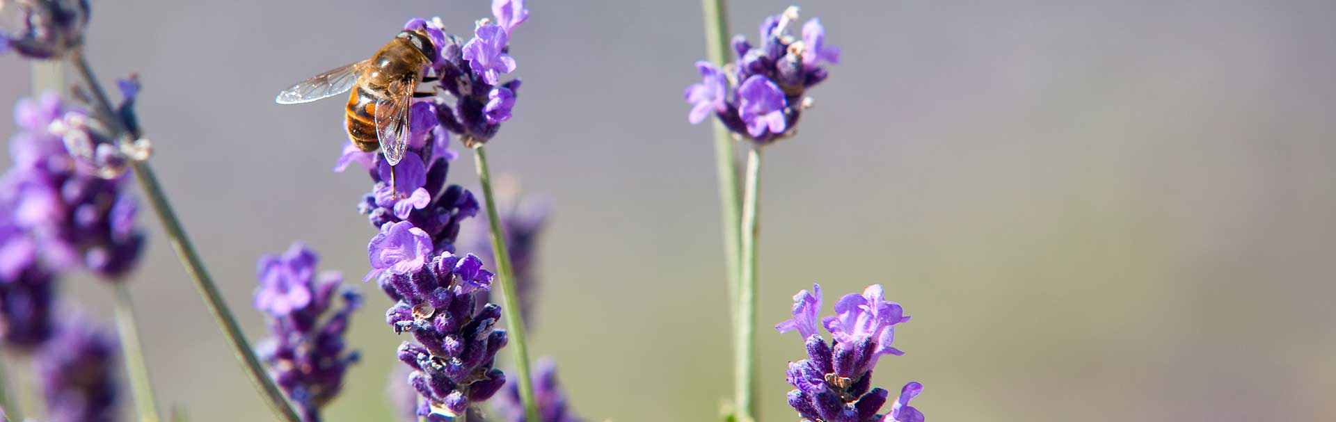 PRIMAVERA Anbaupartner
