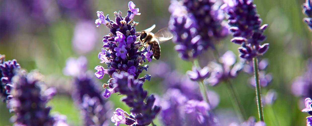 Biodiversität PRIMAVERA