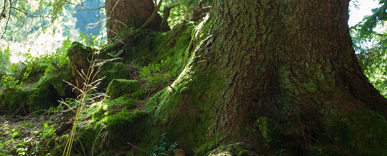 PRIMAVERA Partner und Projekte