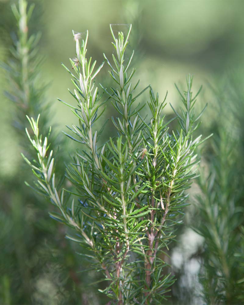 Rosmarin Wildsammlung Korsika
