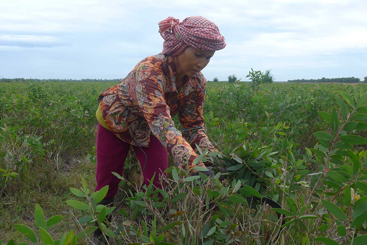 Cajeput-Ernte mit Handsichel