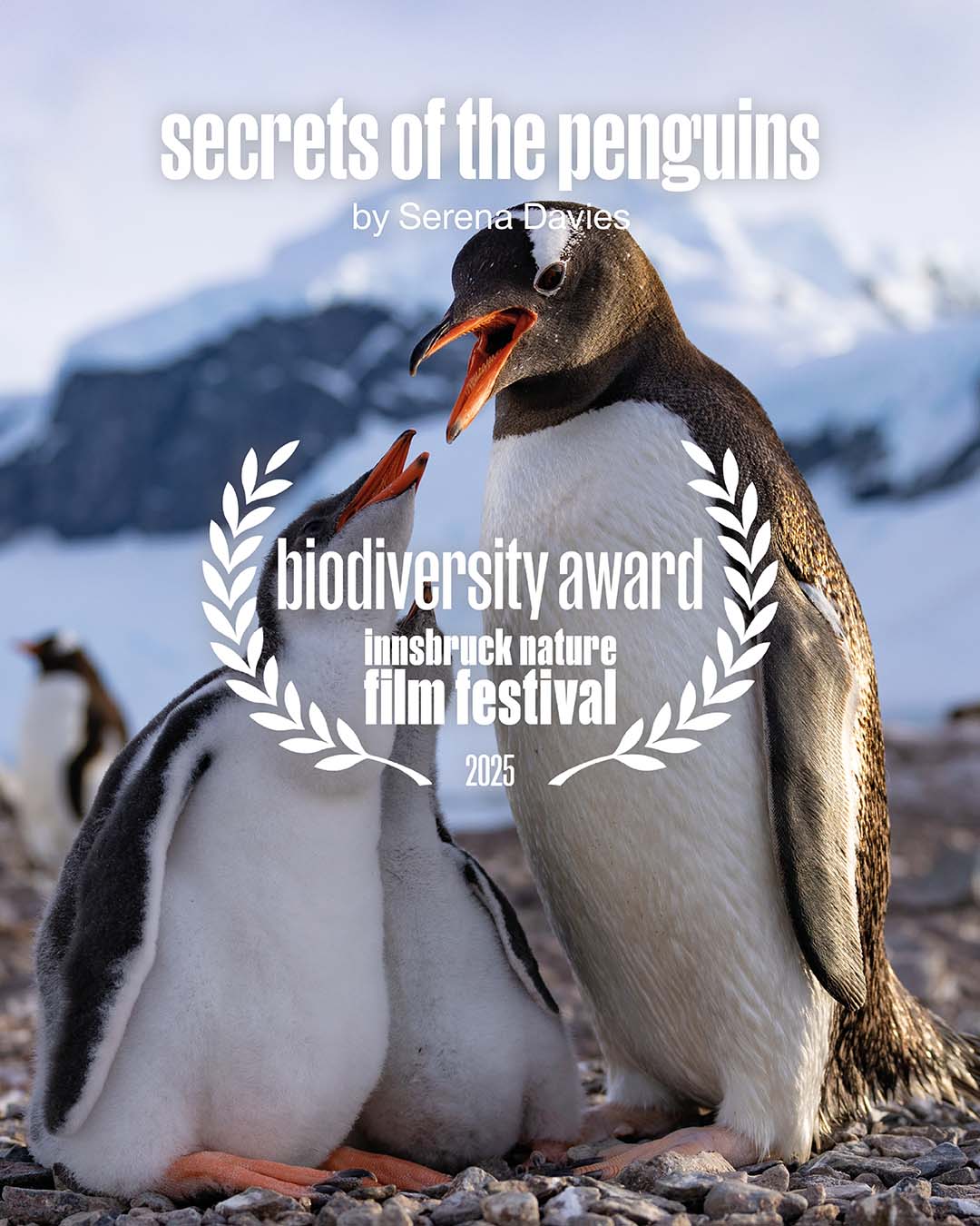 Filmplakat secrets of the penguins