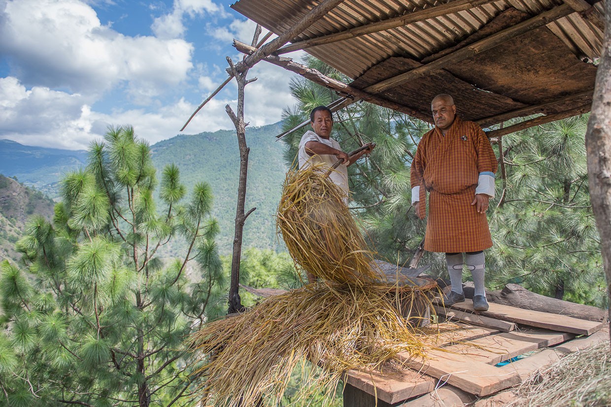 Lemongrass – Bio-Anbauprojekt Bhutan