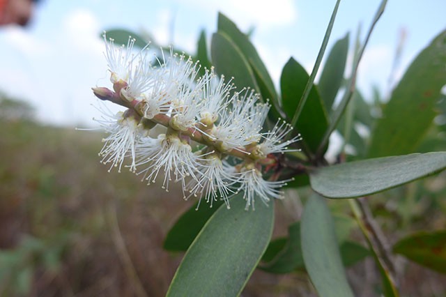 Pflanzenportrait Cajeput