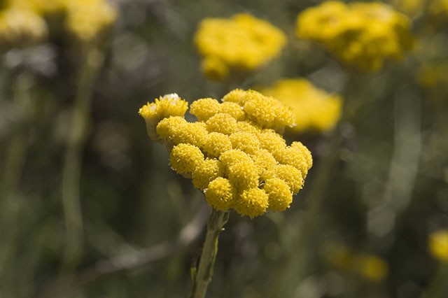 Pflanzenportrait Immortelle