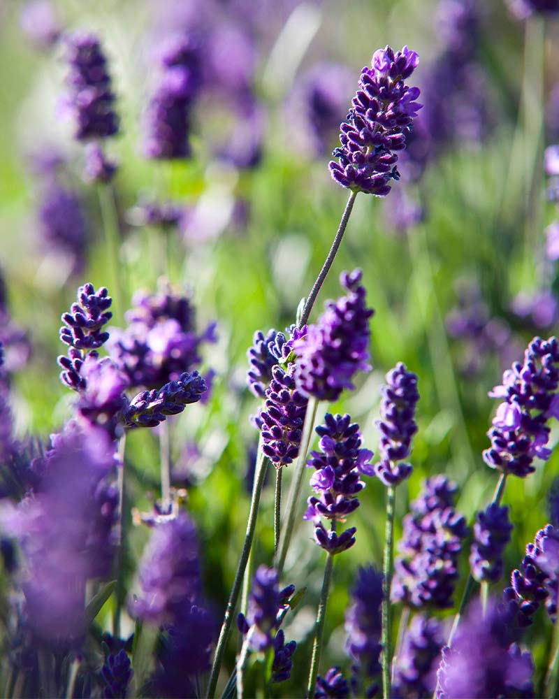Lavendel Naturparadies