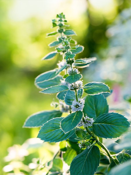 PRIMAVERA Atmung Aktiv Öl