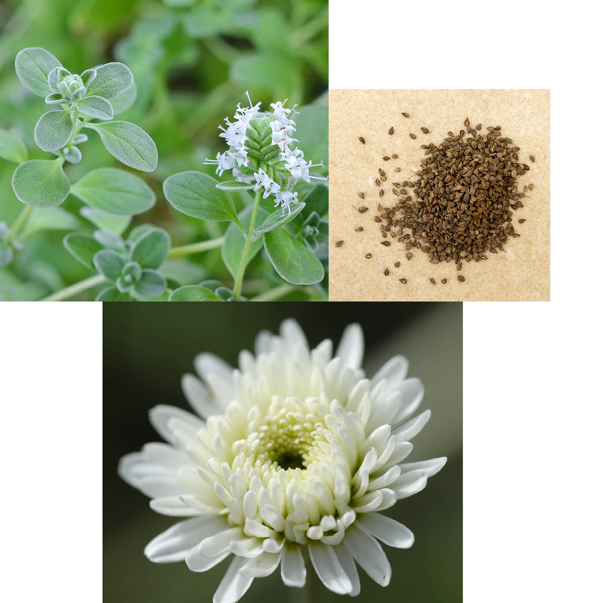 Pflanzen bei Bauchweh