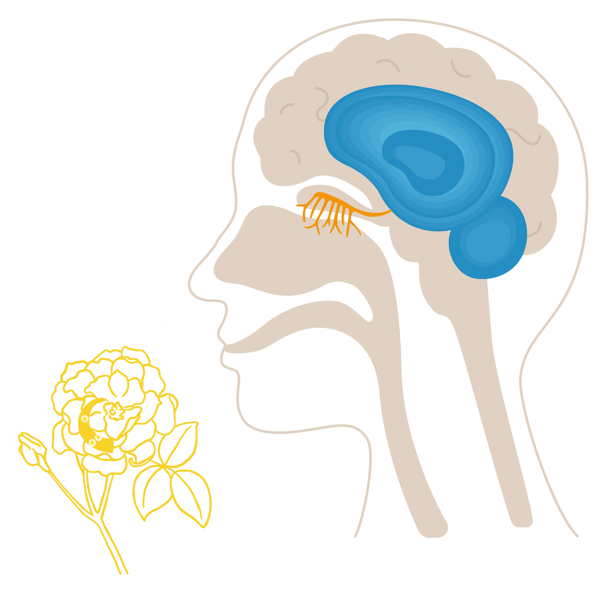 Wirkweise der Aromatherapie