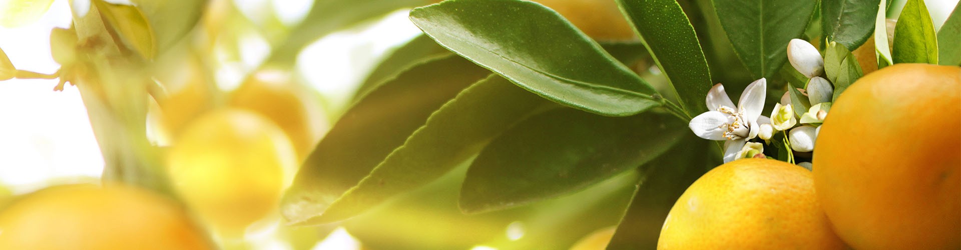 PRIMAVERA Set Zuversicht und Stärkung