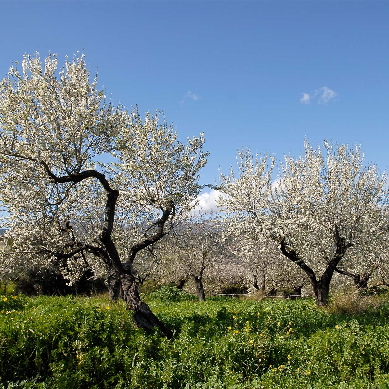 Bio Mandeln aus Spanien